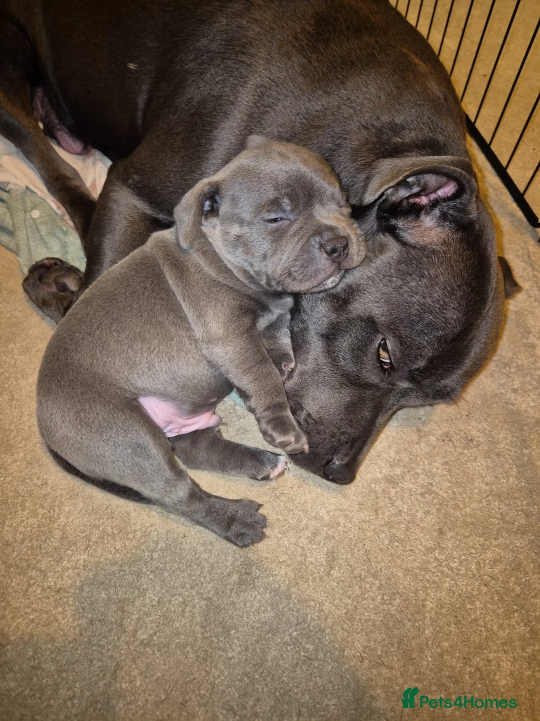 Staffordshire Bull Terrier dogs for sale: Blue Staffordshire Bull Terrier Puppy for Sale   - Advert 6
