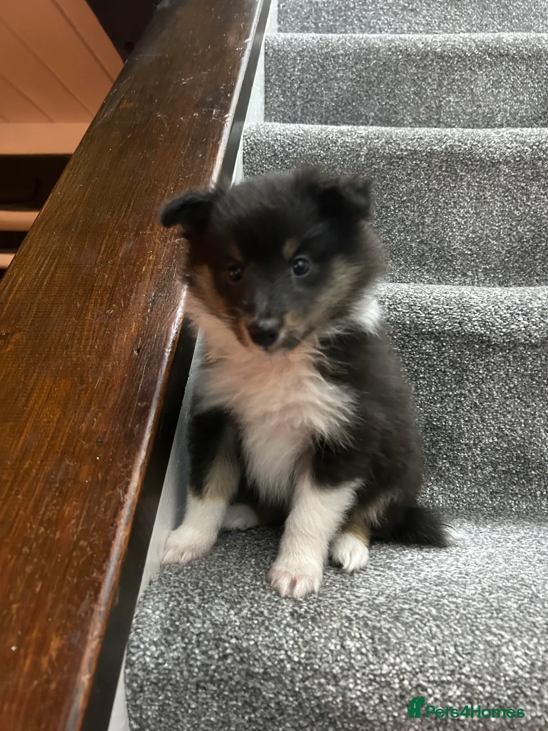 Shetland Sheepdog dogs for sale: Shetland sheepdog puppy (Girl) - Advert 5