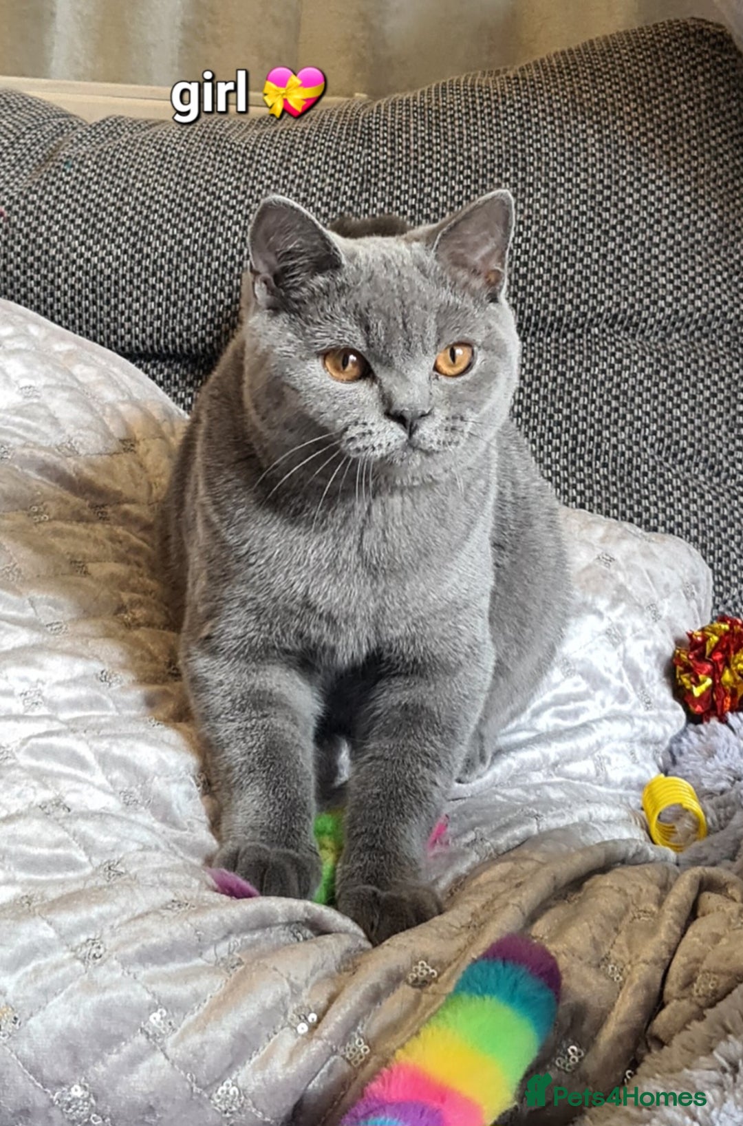 British Shorthair cats for sale: GCCF Lilac Blue & Bicolor quality BSH kittens  - Image 12