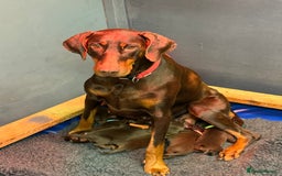 Dobermann dogs for sale: DOBERMAN PUPPIES WITH FANTASTIC PEDIGREE - Image 17