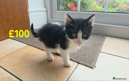 Mixed Breed cats for sale: 5 Adorable Kittens Ready for New Homes 🐾 - Image 13