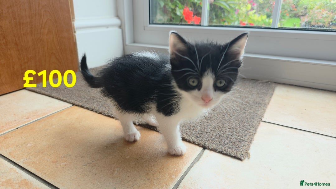 Mixed Breed cats for sale: 5 Adorable Kittens Ready for New Homes 🐾 - Image 13