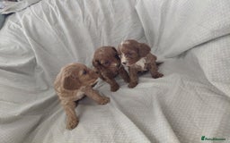 Cavapoo dogs for sale: Cavapoos - Image 3