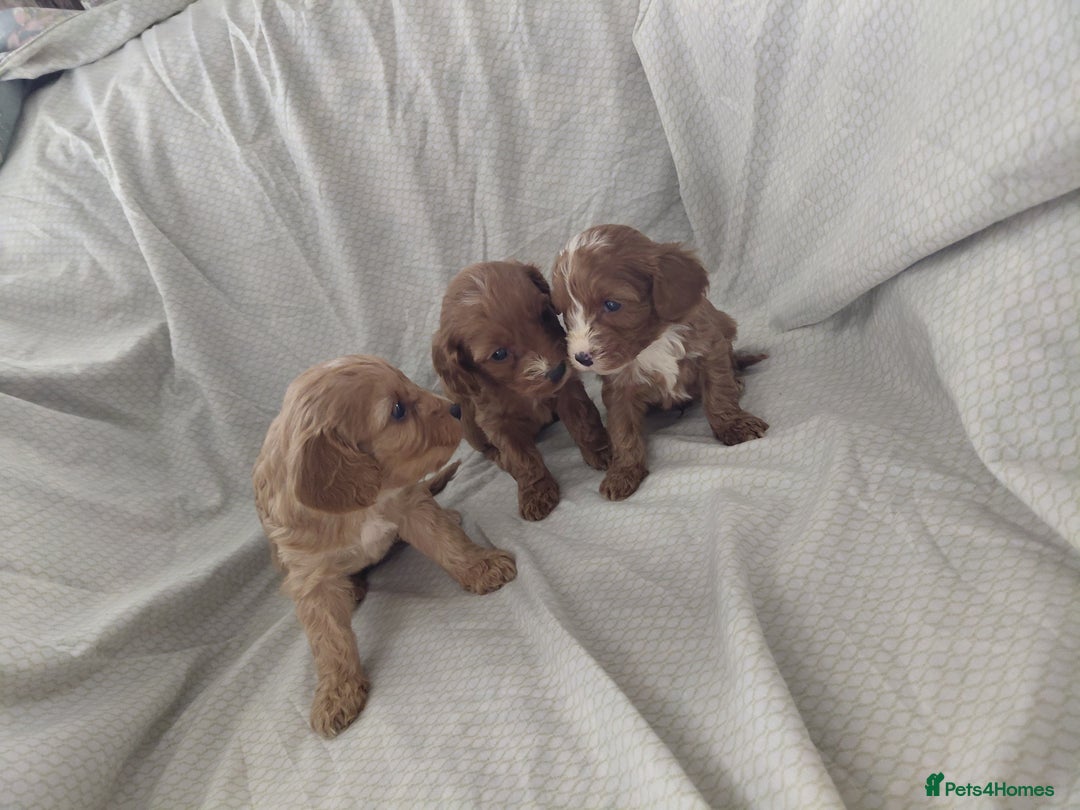 Cavapoo dogs for sale: Cavapoos - Image 3