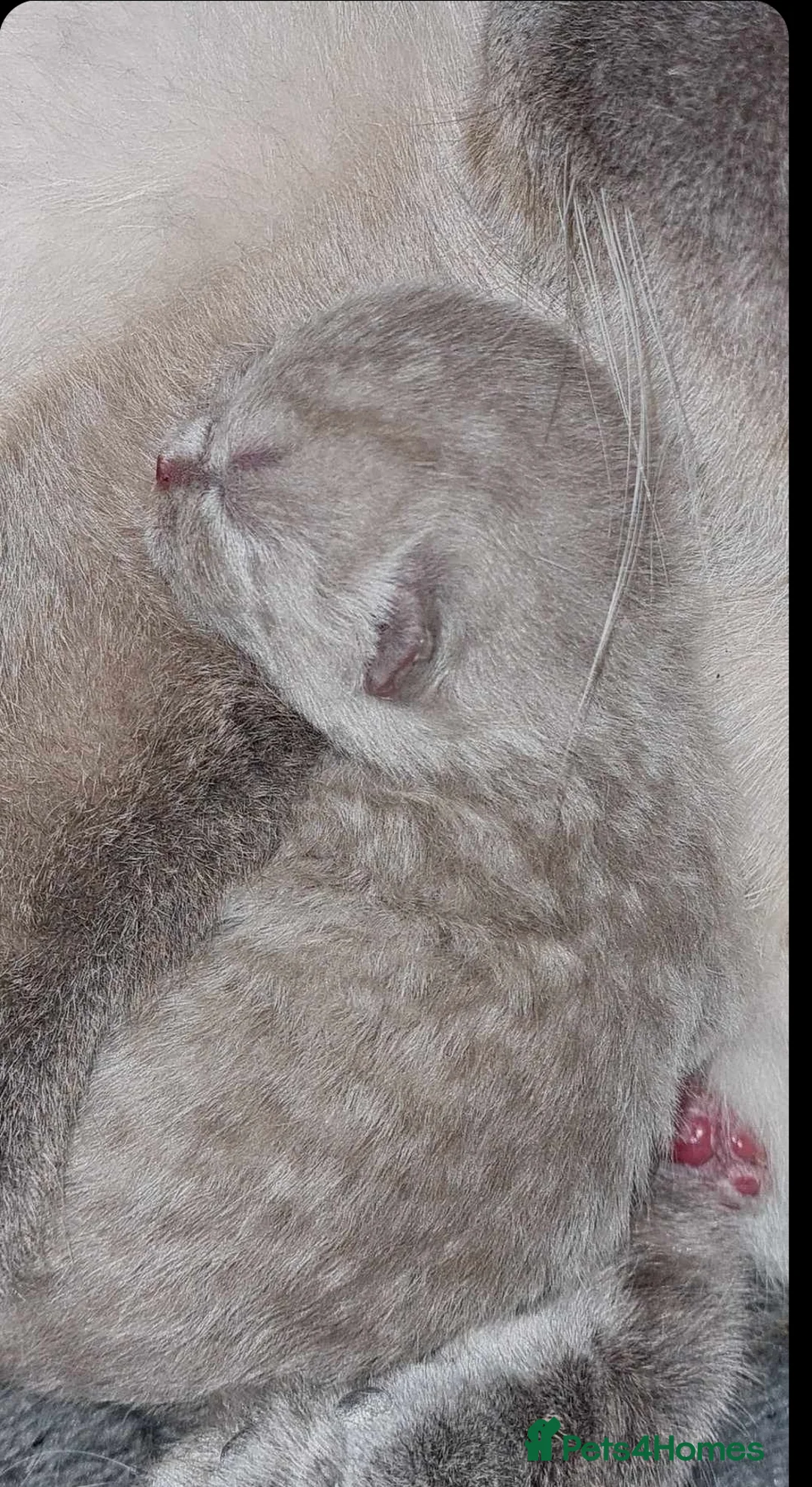 British Shorthair cats for sale: Blue point bsh babies 👶 - Advert 5