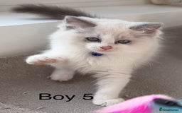 Ragdoll cats for sale: 7 Cute Ragdollyanna kittens  - Image 1