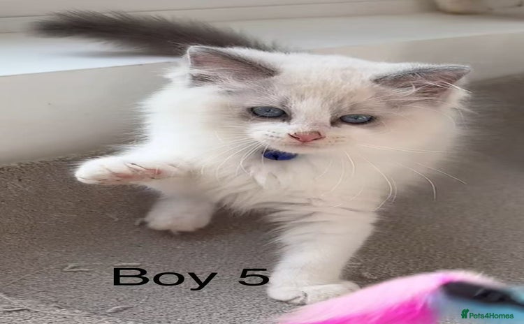 Ragdoll cats - Advert 16