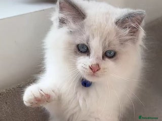 Ragdoll cats - Advert 19