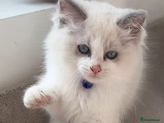 Ragdoll cats 7 Cute Ragdollyanna kittens - Advert 20