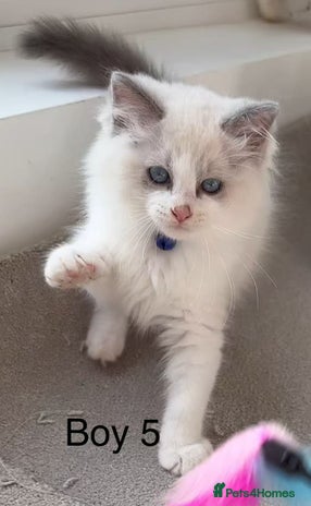 Ragdoll cats - Advert 2