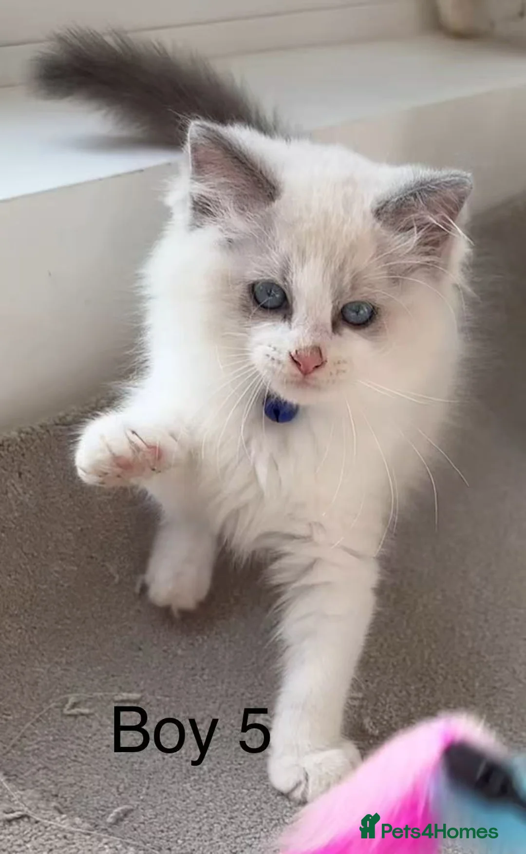 Ragdoll cats for sale: 7 Cute Ragdollyanna kittens  - Advert 1