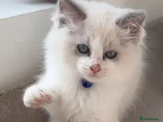 Ragdoll cats 7 Cute Ragdollyanna kittens - Advert 6