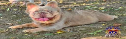 French Bulldog dogs for sale: BEAUTIFUL FLUFFY FRENCH BULLDOG PUPPIES - Advert 15