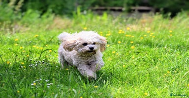 Cavachon dogs Cavapoochon puppies for sale - Advert 16