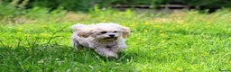 Cavachon dogs for sale: Cavapoochon puppies for sale - Advert 2