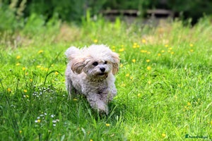 Cavachon dogs Cavapoochon puppies for sale - Advert 1