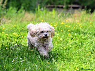 Cavachon dogs Cavapoochon puppies for sale - Advert 1