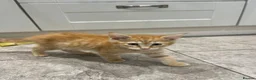 Mixed Breed cats for sale: Beautiful Friendly Kittens Ready for Loving Homes - Advert 5