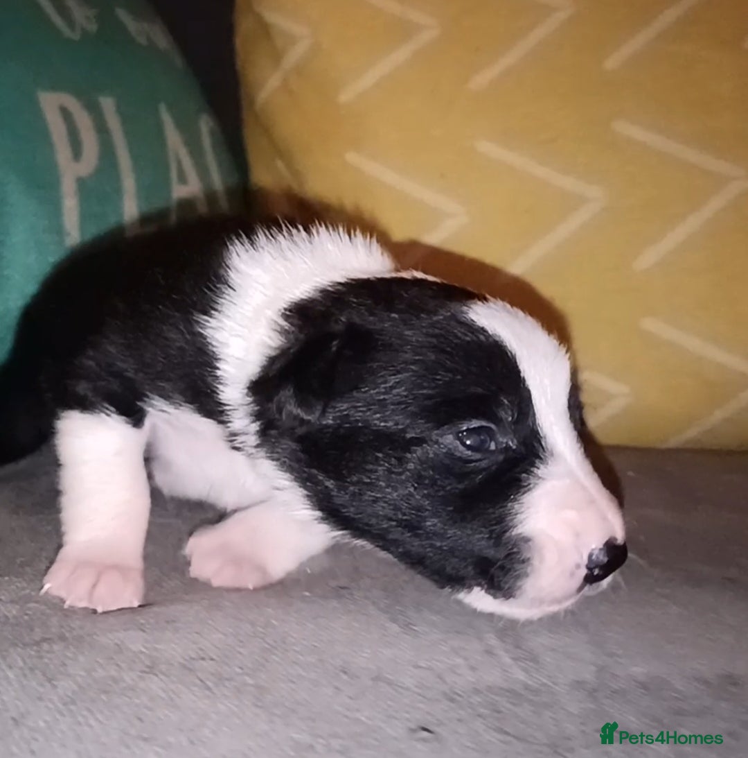 Border Collie dogs for sale: Border collie puppies B/W  - Advert 28