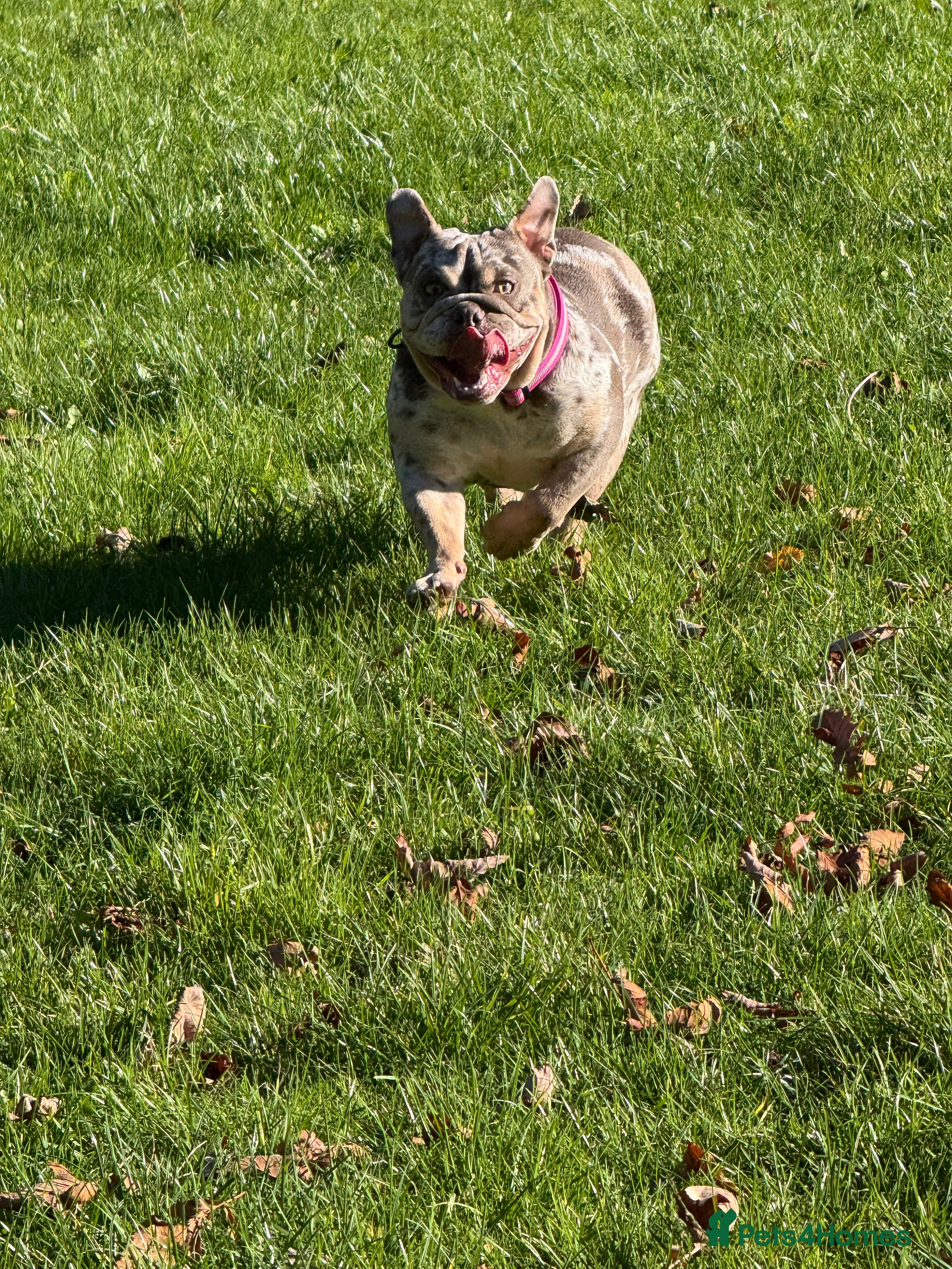 English Bulldog dogs 🐾 English Bulldog puppies available 🐾 - Advert 2