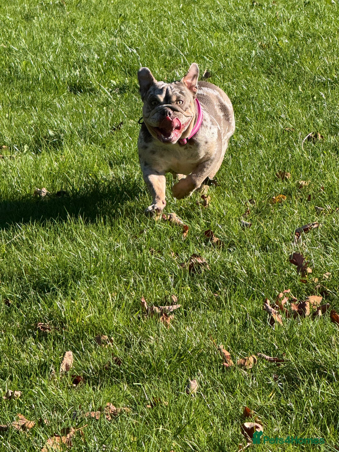 English Bulldog dogs for sale: 🐾 English Bulldog puppies available 🐾 - Advert 1