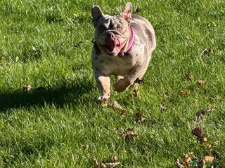 English Bulldog dogs 🐾 English Bulldog puppies available 🐾 - Advert 1