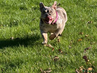 English Bulldog dogs 🐾 English Bulldog puppies available 🐾 - Advert 2