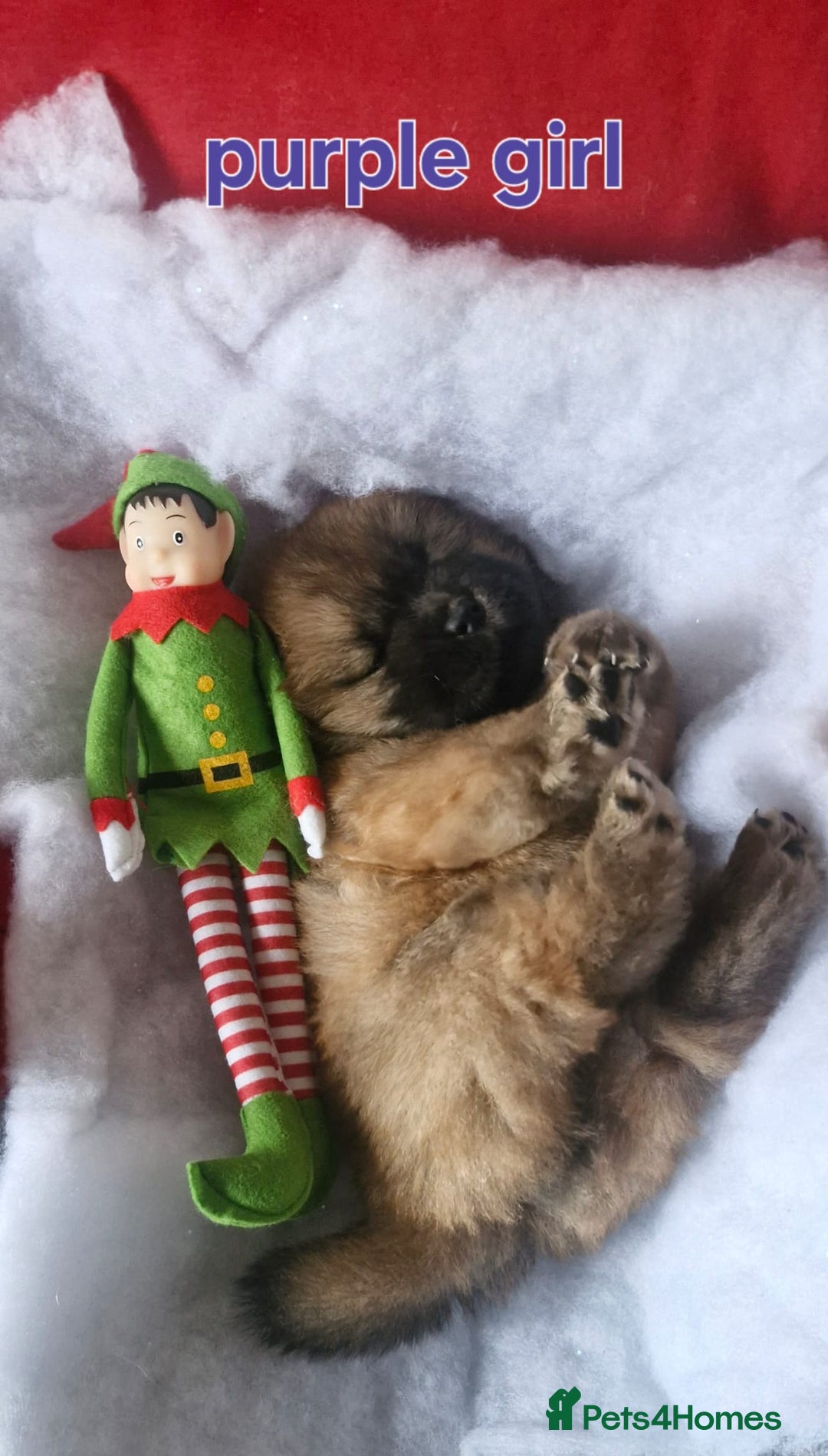 Chow Chow dogs for sale: KC REGISTERED QUALITY TEDDY BEAR CHOW CHOW 5 wk - Advert 9