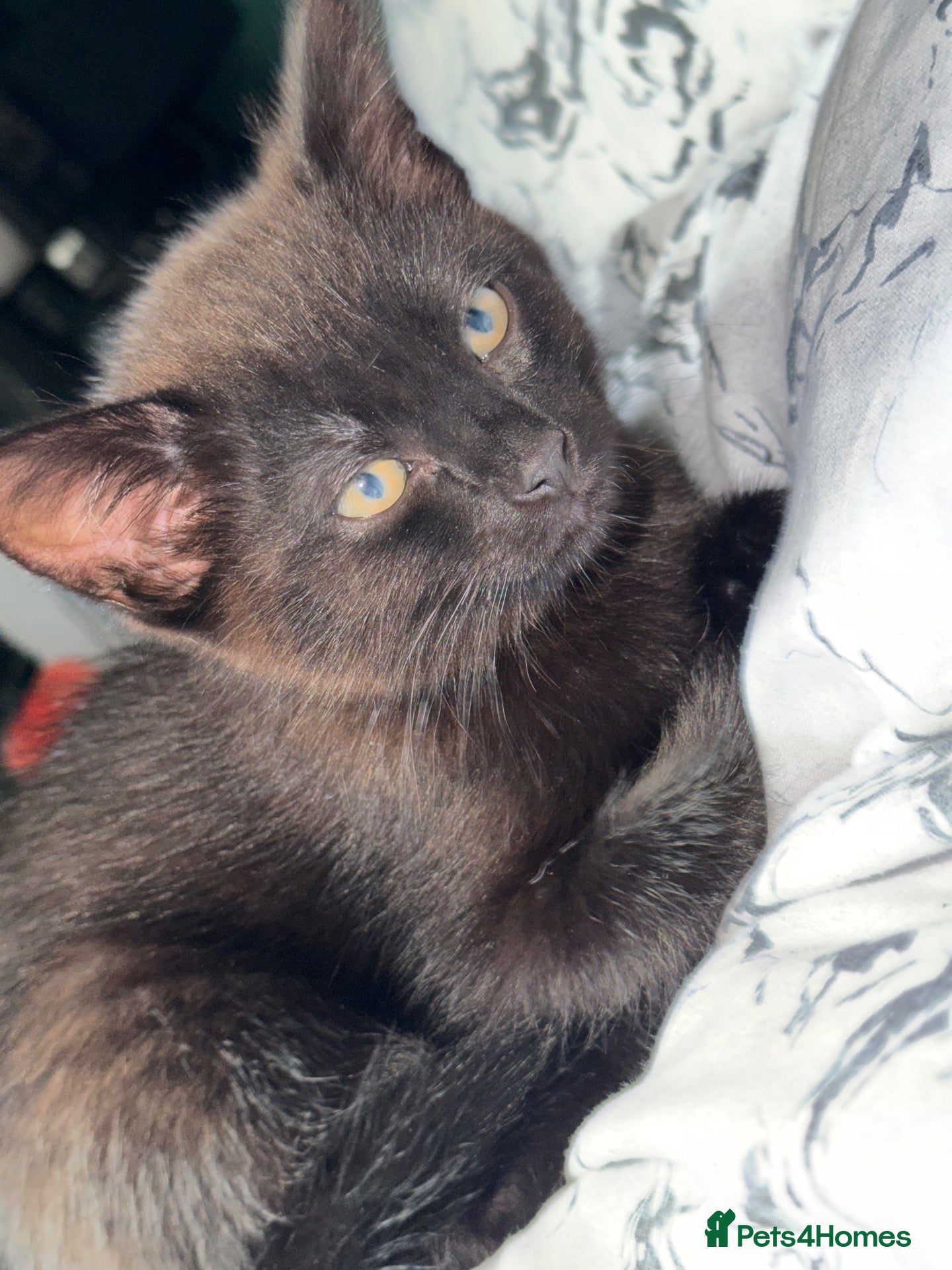Mixed Breed cats 1 black male kitten & 1 female tabby junior  - Advert 1