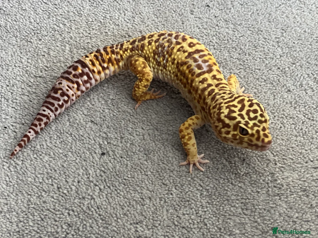 Leopard Gecko reptiles for sale: Leopard Gecko with vivarium in Bexleyheath - Advert 3