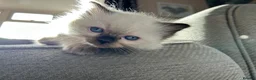Ragdoll cats for sale: Only 2 beautiful ragdolls girls left  - Advert 9