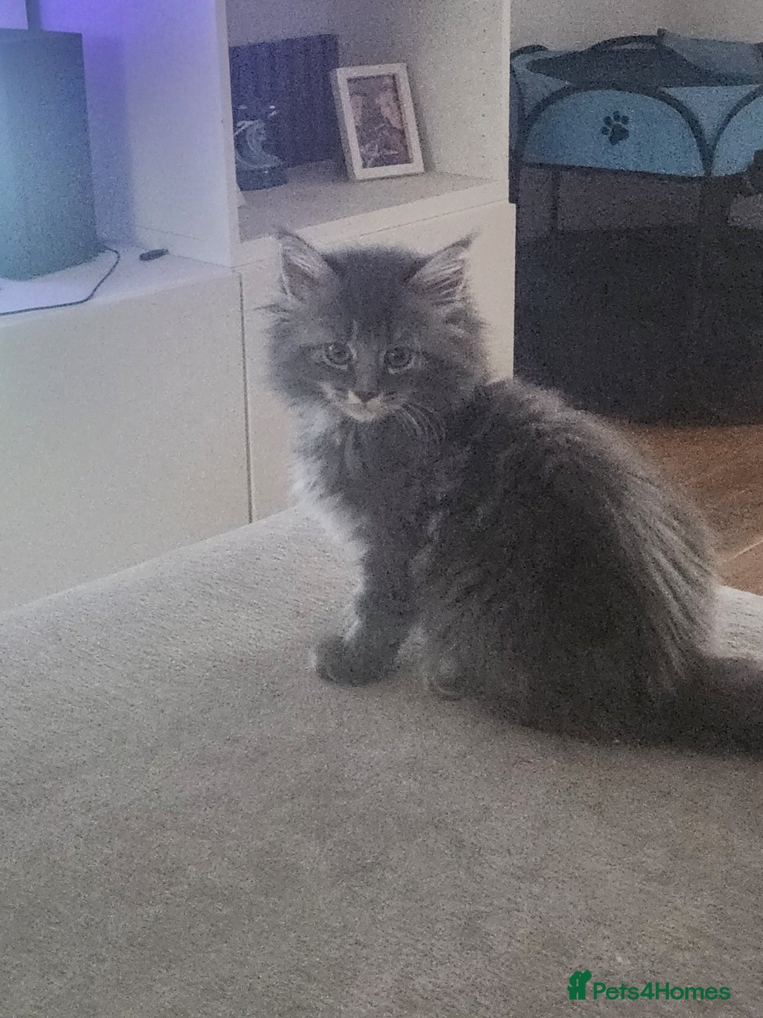 Maine Coon cats for sale: 1 female Maine coons ready to leave now  - Advert 13