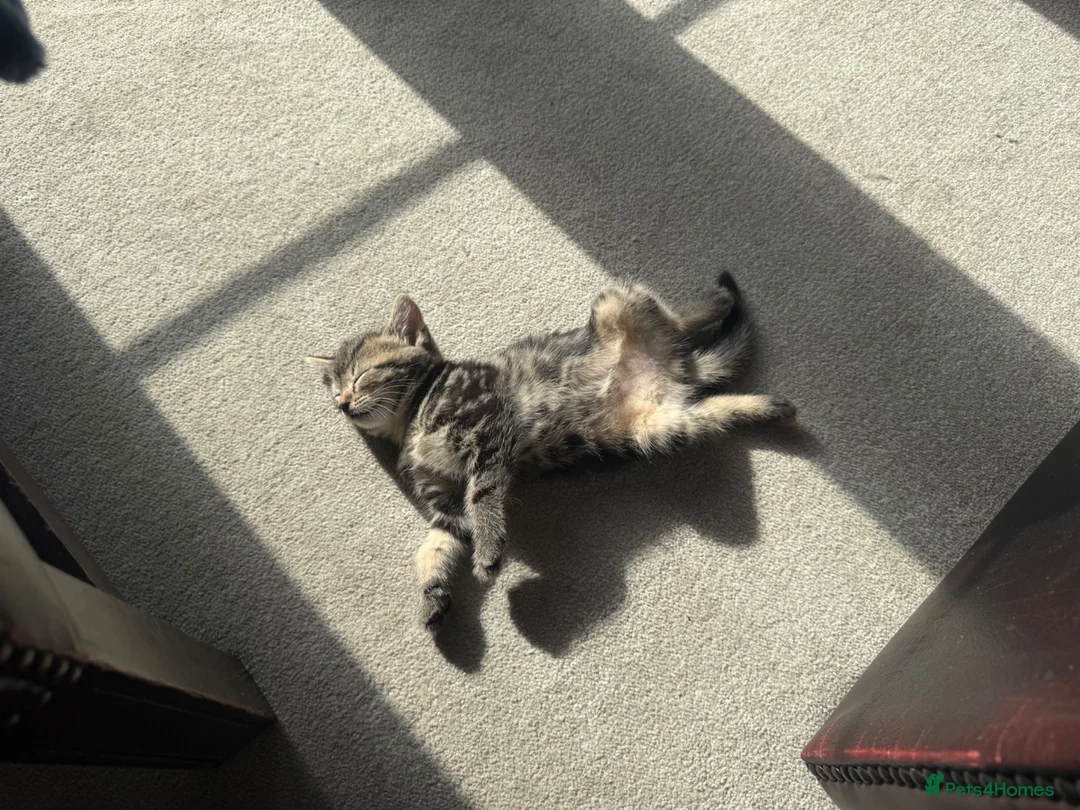 British Shorthair cats for sale: British short hair x tabby kittens  - Advert 4