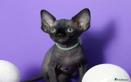 Sphynx cats for sale: Sphynx Black Solid Girls  - Advert 11
