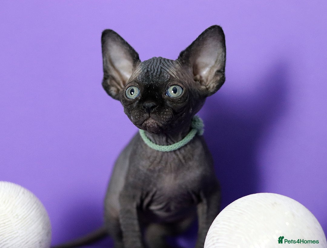 Sphynx cats for sale: Sphynx Black Solid Girls  - Advert 11