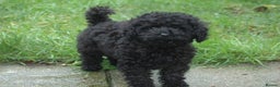 Toy Poodle dogs for sale: Toy Poodle (1 boy left to find their home) - Advert 2