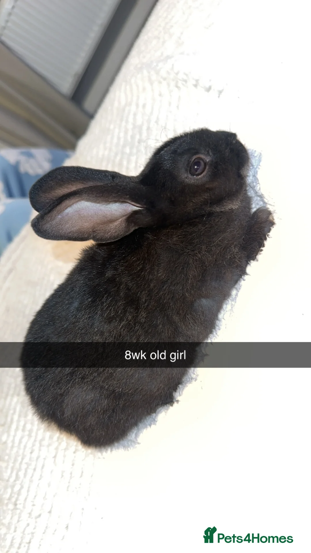 Mixed Breed rabbits for sale: Mixed breed of doe’s/ bucks in Burton-on-Trent - Advert 2