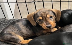 Dachshund dogs for sale: Wife haired x smooth dachshund puppy’s  - Image 1