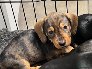 Dachshund dogs - Advert 35