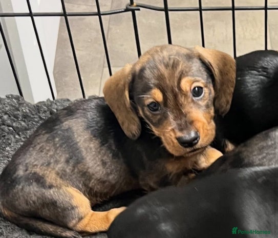 Dachshund dogs - Advert 7