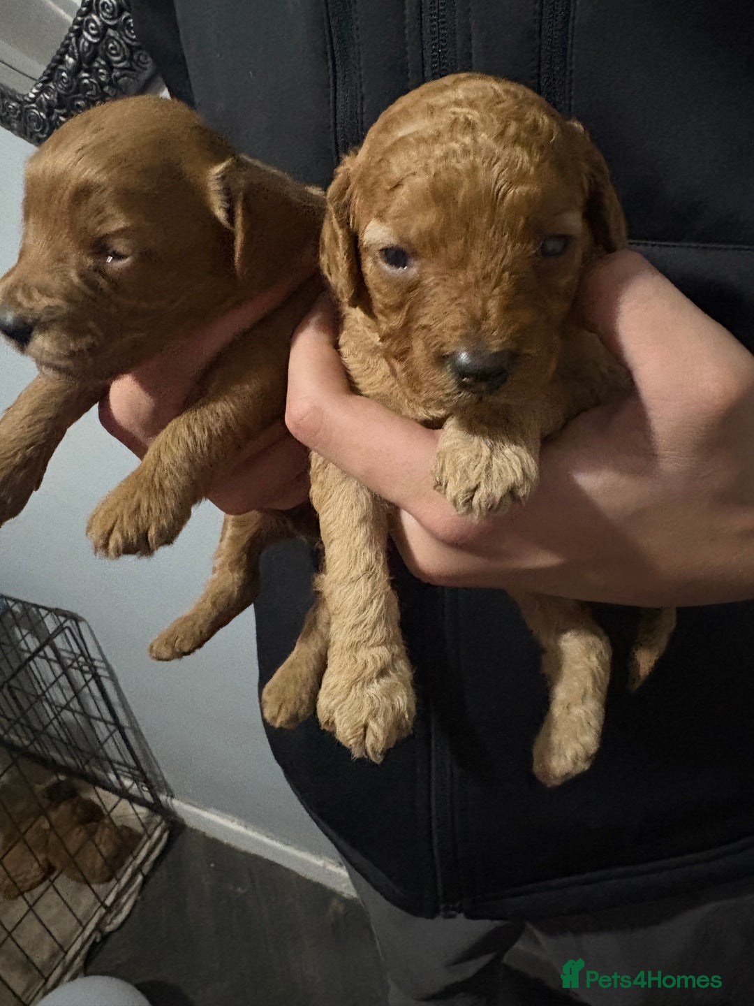 Cockapoo dogs for sale: Gorgeous Red Cockapoo Puppies  - Image 11