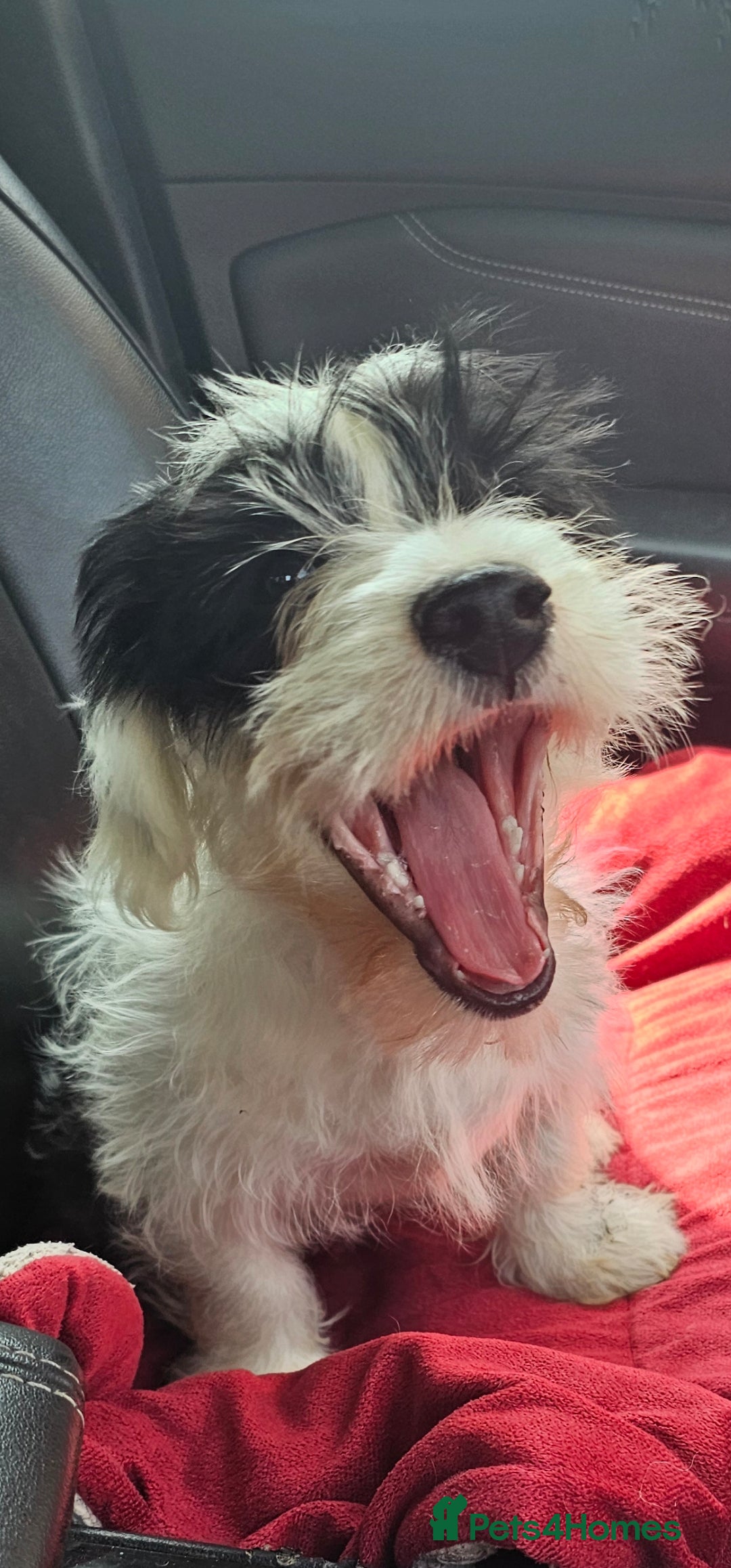 Mixed Breed dogs for sale: Mixed breed puppy. - Image 2