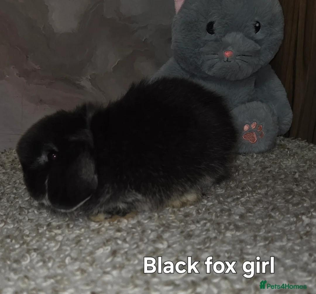 Mini Lop rabbits for sale: PURE MINI LOP BUNNIES ( All COLOURS) - Advert 16