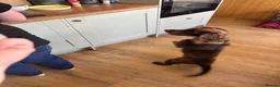Cocker Spaniel dogs for sale: Mouse in Hull - Advert 2