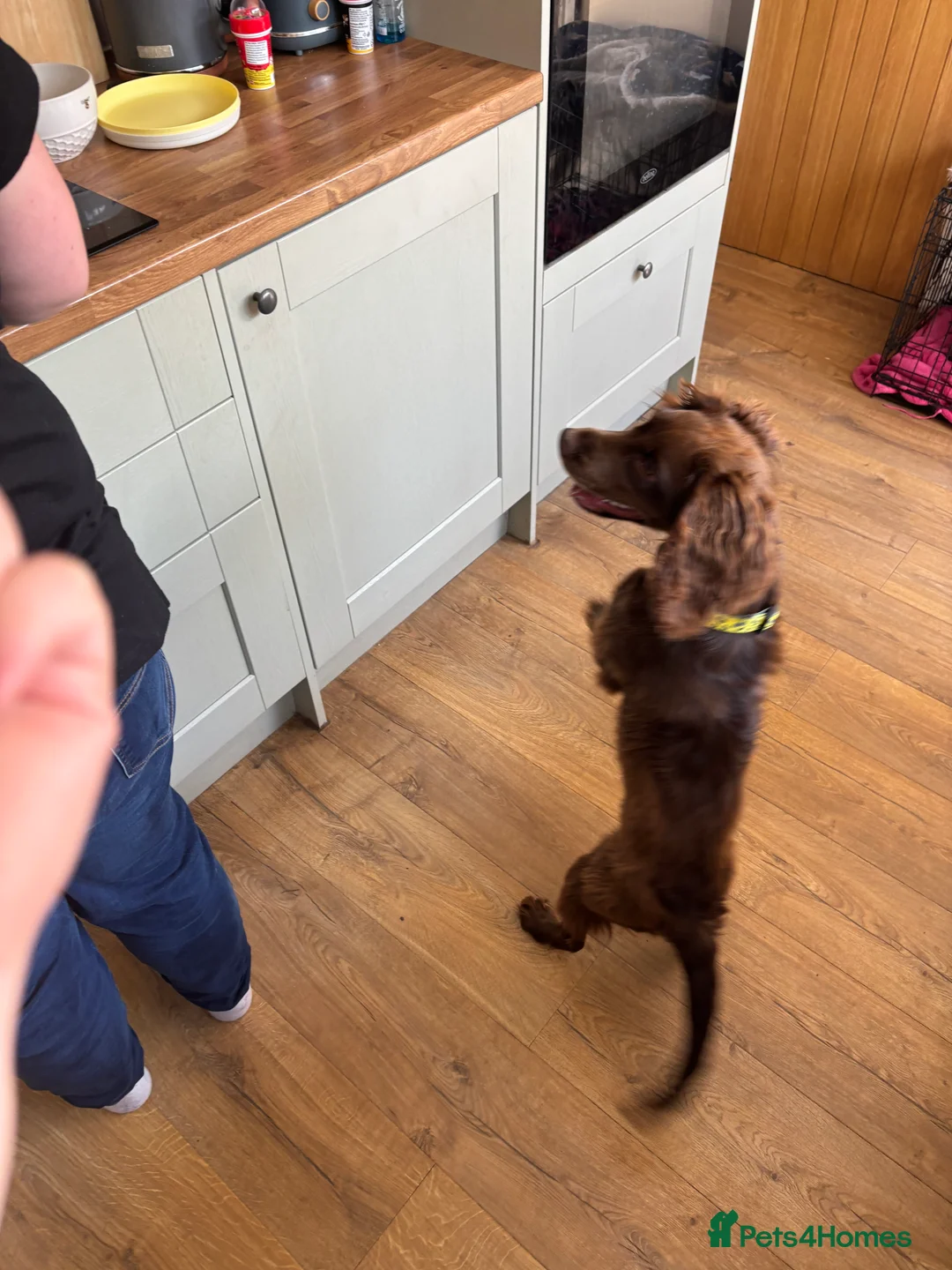 Cocker Spaniel dogs for sale: Mouse in Hull - Advert 2