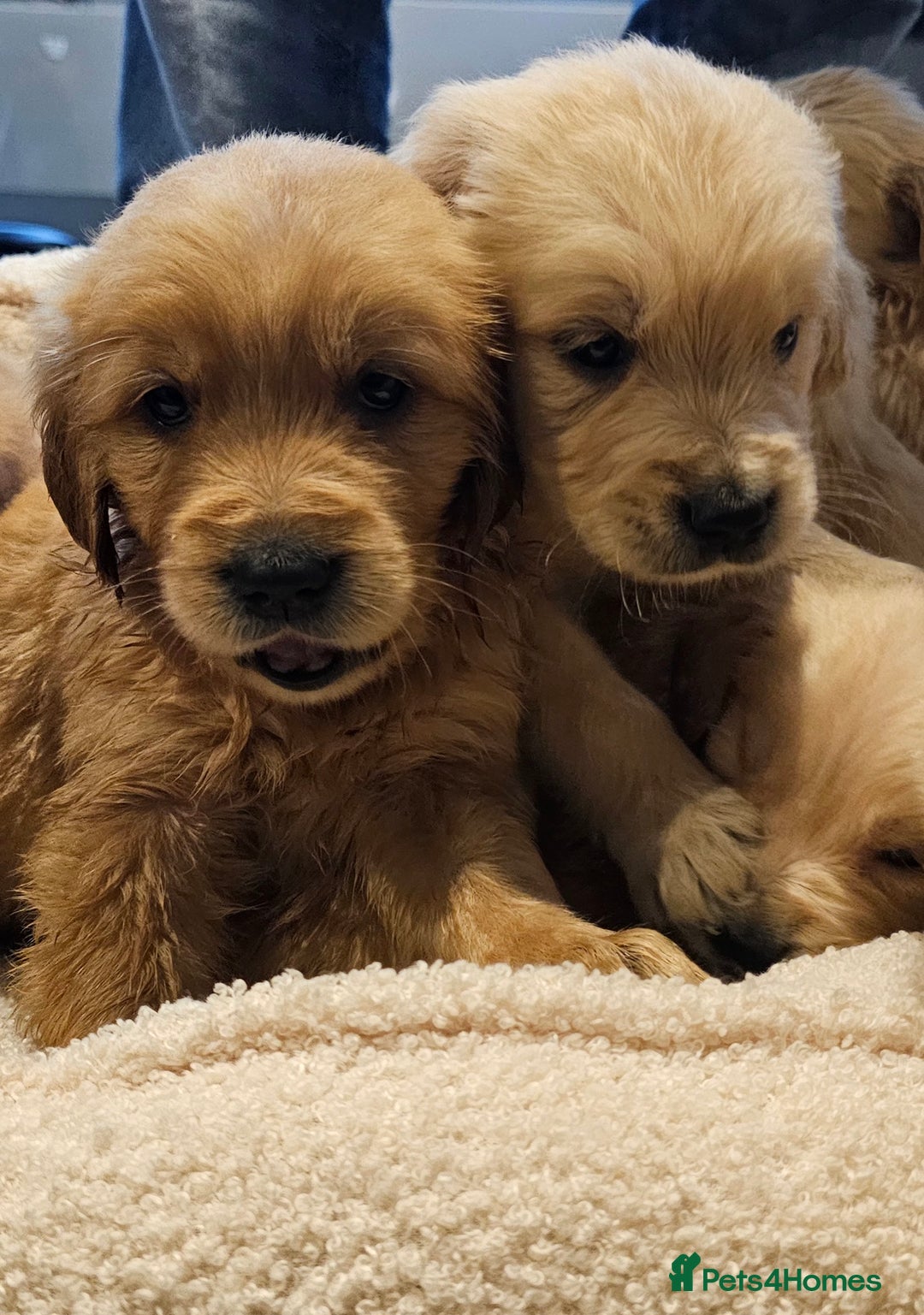Golden Retriever dogs for sale: KC reg pedigree champion Golden Retriever pups - Advert 13