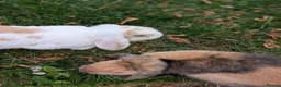 Mini Lop rabbits for sale: Mini Lop Female - named Cookie  - Advert 4