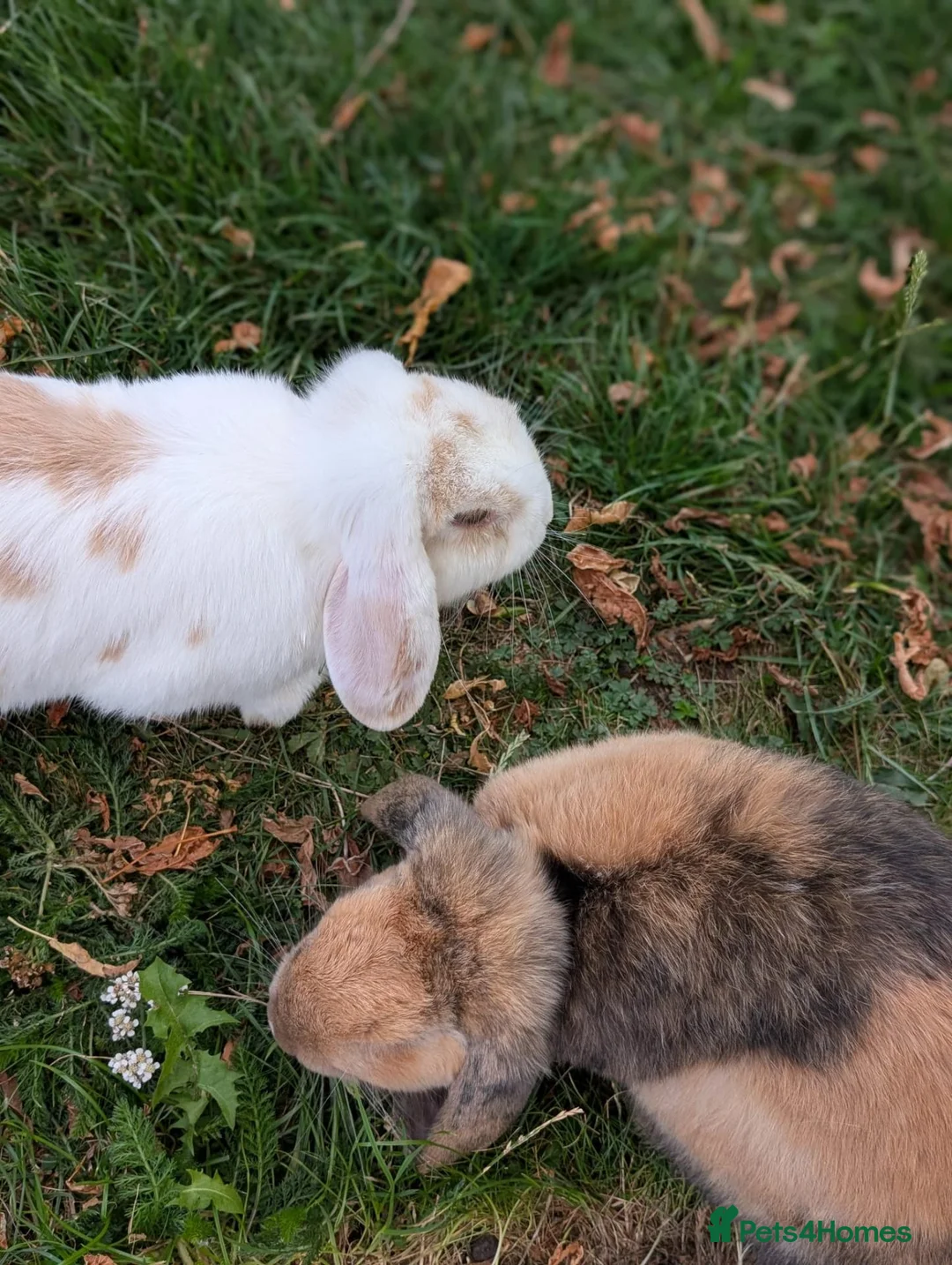 Mini Lop rabbits for sale: Mini Lop Female - named Cookie  - Advert 4
