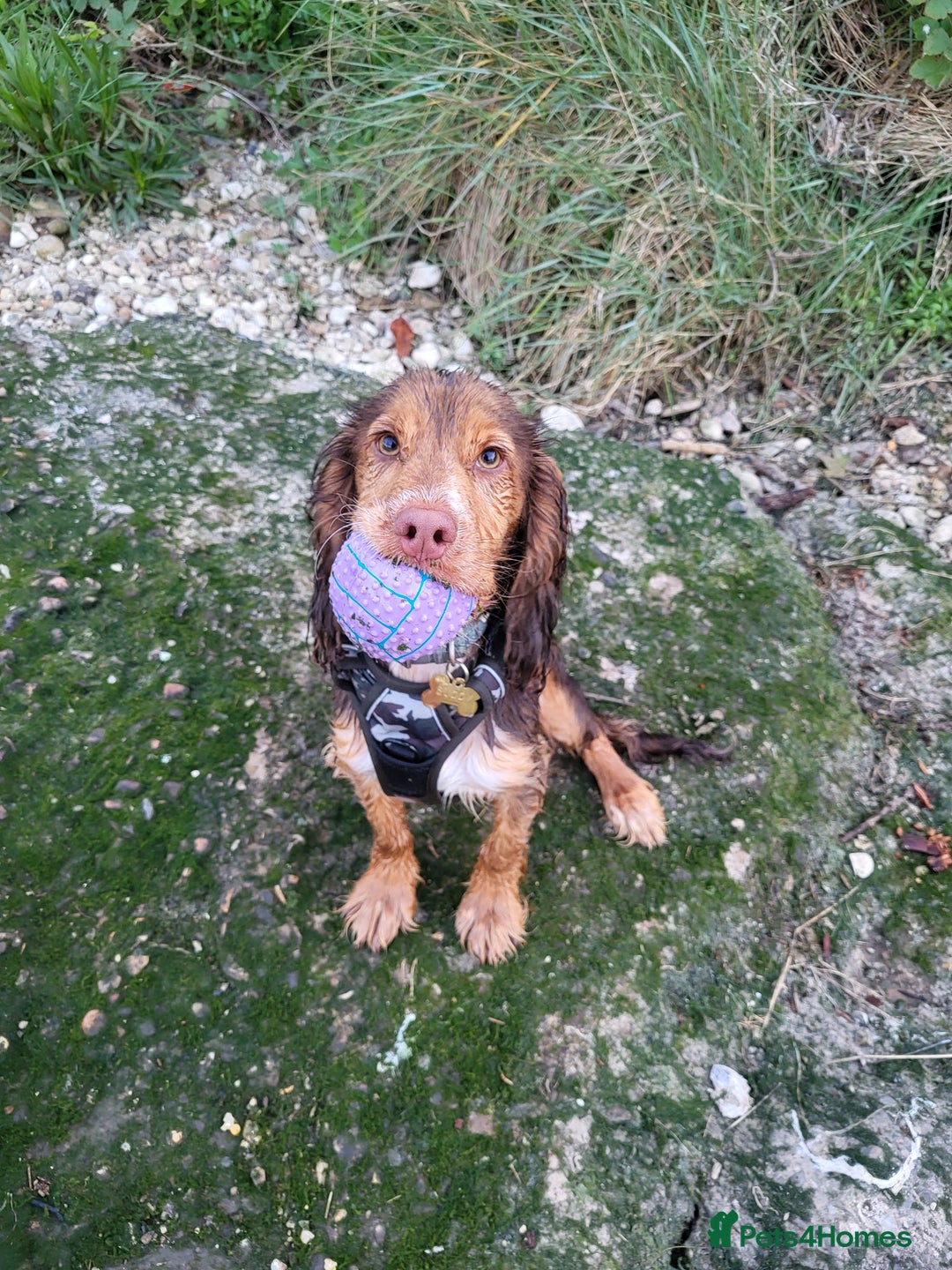 Cocker Spaniel dogs for sale: Buddy the cocker spaniel - Advert 4