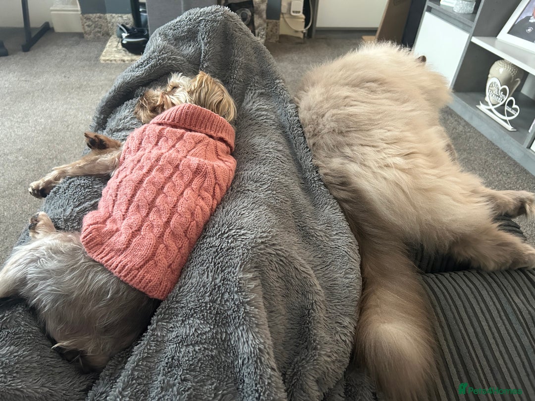 Yorkshire Terrier dogs for sale: Yorkshire Terrier, Female - Full Sized - 1yr old  - Advert 17